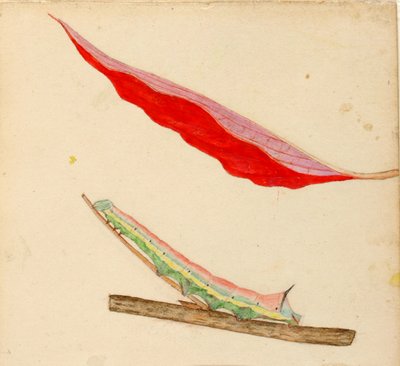 "Mirror-Back" Caterpillar, studie ke knize Concealing Coloration in the Animal Kingdom (Skrývání zbarvení v živočišné říši) od Gerald H. Thayer