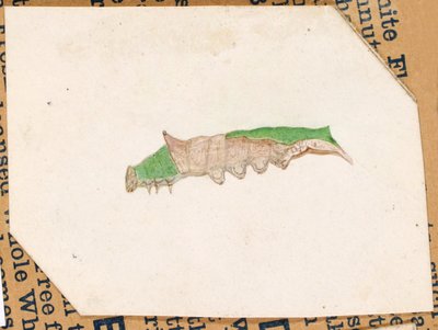 Oak Leaf Edge Housenka..., začátek 20. století. od Gerald H. Thayer