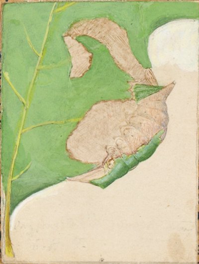 Oak Leaf Edge Housenka..., začátek 20. století. od Gerald H. Thayer