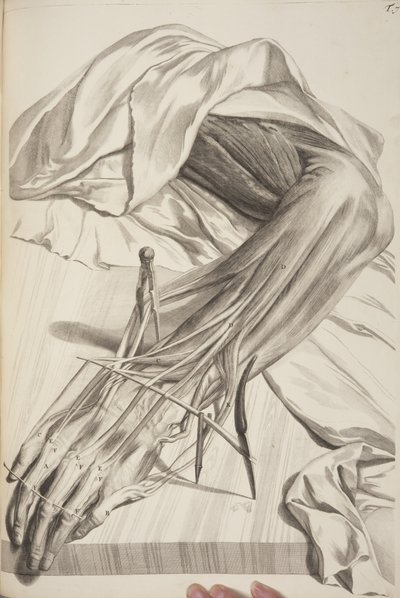 Anatomie lidského těla Govard Bidloo, 1685 od Gerard de Lairesse