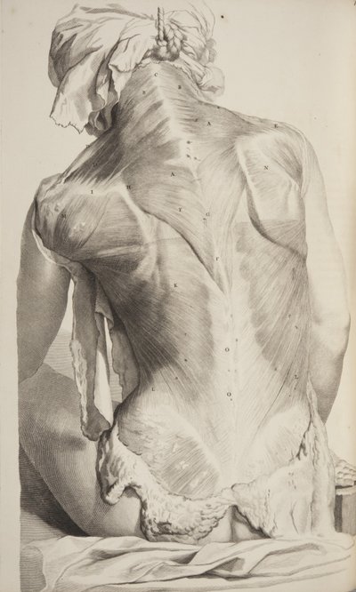 Anatomie lidského těla Govard Bidloo, 1685 od Gerard de Lairesse