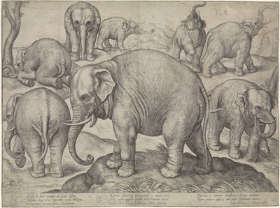 Osm slonů od Gerard van Groeningen
