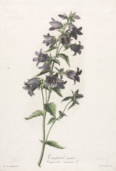 Květiny čerpané z přírody: Bellflower, c. 1800. od Gerard van Spaendonck