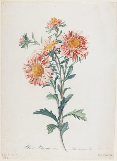 Reine-Marguerite, z Fleurs Dessinees d