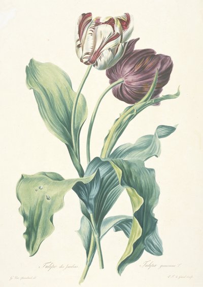 Garden Tulip, from Flowers Drawn from Nature, c. 1800 od Gerard van Spaendonck