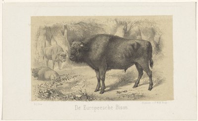Zubr evropský Bizon evropský (název na předmětu) od Gerardus Johannes Bos