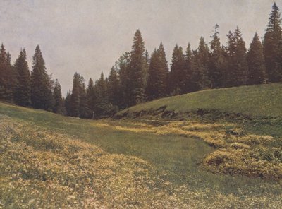 Louka na Feldbergu, Schwarzwald, Německo (barevné foto) od German Photographer