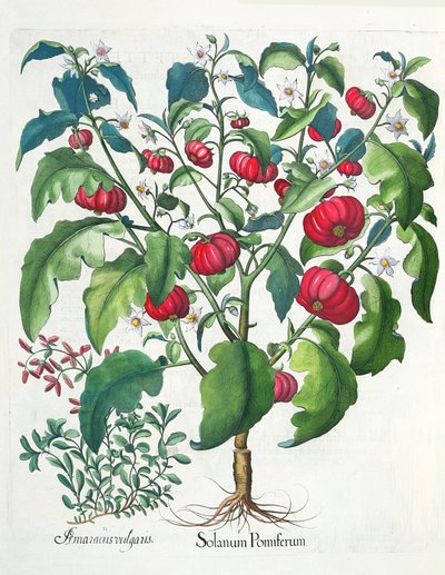 1. Plody Solanum 2. Amaracus vulgaris, z Hortus Eystettensis od Basila Beslera (1561-1629), pub. 1613 od German School