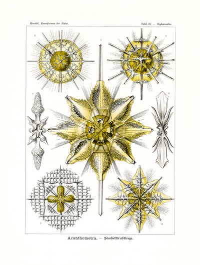 Acanthometra, 1899-1904 od German School
