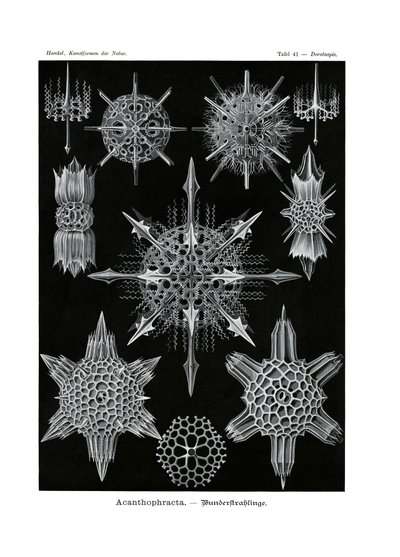 Acanthophracta, 1899-1904 od German School