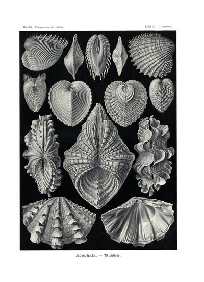 Acephala, 1899-1904 od German School