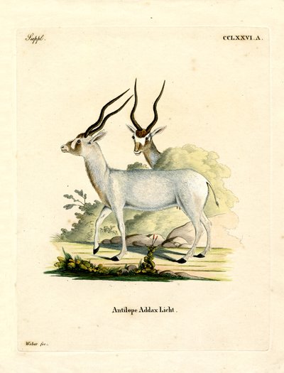 Addax Antelope (barevné rytí) od German School