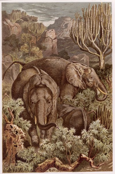 Slon africký, deska z Brehmsova Tierlebenu: Allgemeine Kunde des Tierreichs, sv. 3, str. 9, vydal Bibliographisches Institut, 1891. od German School