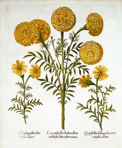 Africký měsíček a francouzské měsíčky, od Hortus Eystettensis, Basil Besler (1561-1629), hospoda. 1613 (ručně kolorovaná rytina) od German School