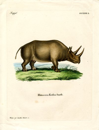 Africký nosorožec (barevná rytina) od German School