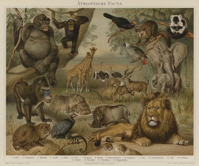Africká fauna od German School
