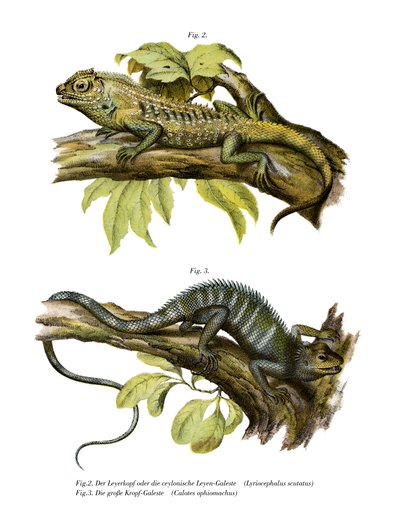 Agamid Lizard (barevná lito) od German School