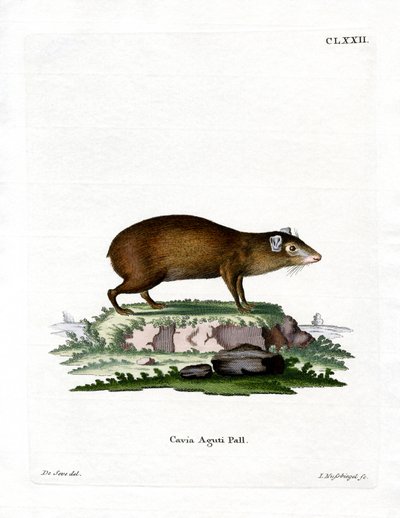 Agouti (barevné rytí) od German School