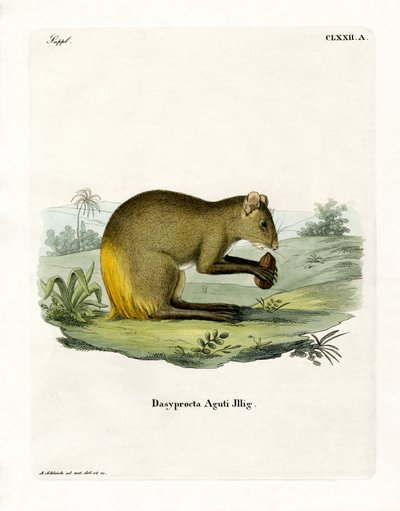 Agouti (barevné rytí) od German School