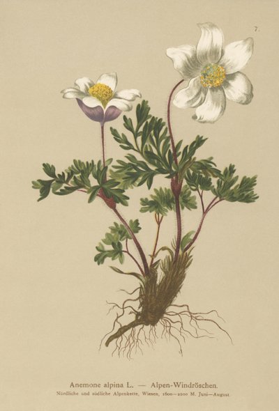 Sasanka alpská (Anemone alpina, Pulsatilla alpina) od German School