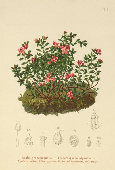 Azalka alpská (Azalea procumbens, Loiseleuria procumbens, Kalmia procumbens) od German School