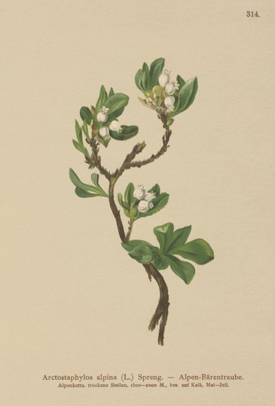 Medvědice alpská (Arctostaphylos alpina, Arctostaphylos alpinus) od German School