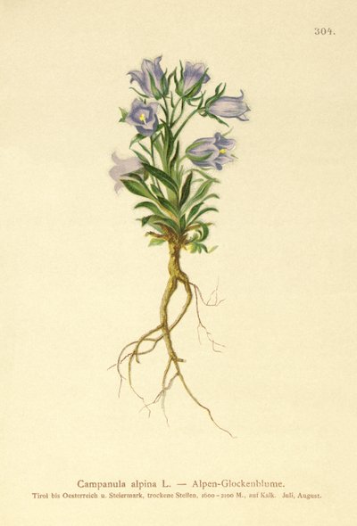 Zvonek alpský (Campanula alpina) od German School