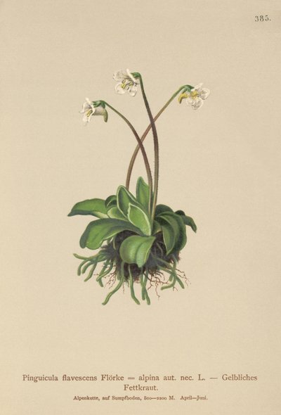 Máselník alpský (Pinguicula flavescens, Pinguicula alpina) od German School