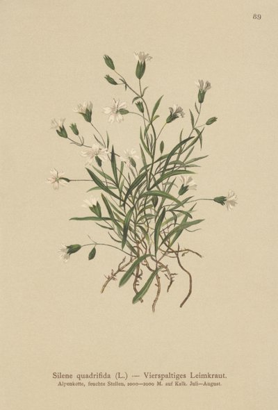 Campion alpský (Silene quadrifida, Ixoca quadrifida) od German School