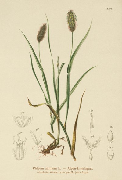 Kočka alpská (Phleum alpinum) od German School