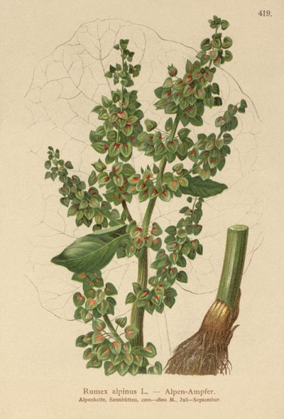 Dock alpský (Rumex alpinus) od German School