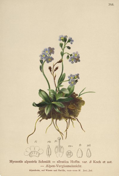 Pomněnka alpská (Myosotis alpestris, Myosotis silvatica) od German School