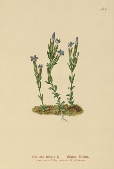 Hořec alpský (Gentiana nivalis) od German School