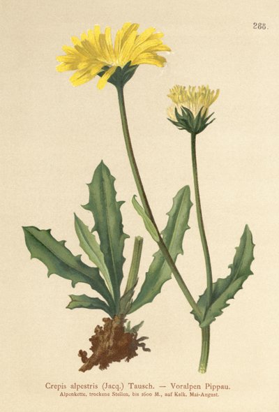 Alpine Hawks Beard (Crepis alpestris) od German School