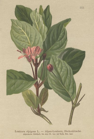Zimolez alpský (Lonicera alpigena) od German School