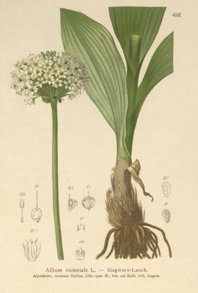 Alpský pórek (Allium victorialis, Allium victoriale, cibule winneralis, Geboscon triphylum, Allium plantagineum, Allium anguinum) od German School