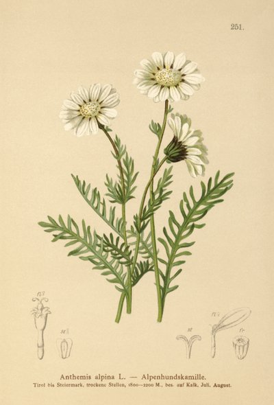 Májovka alpská (Anthemis alpina, Achillea oxyloba subsp. schuri) od German School