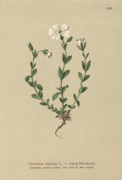 Myšák alpský (Cerastium alpinum) od German School