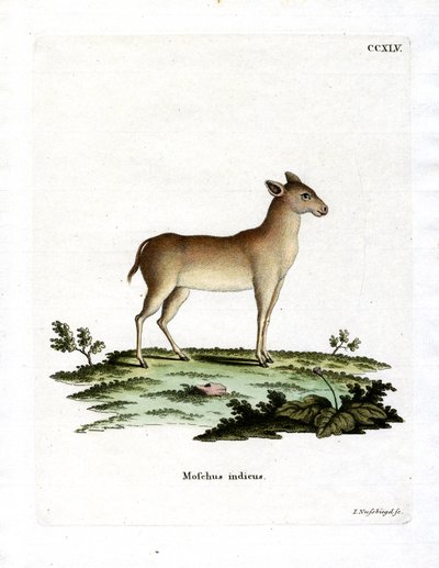 Jelen alpský (barevná rytina) od German School