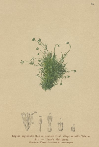 Perlorodka alpská (Sagina saginoides, Sagina Linnaei, Sagina saxatilis) od German School