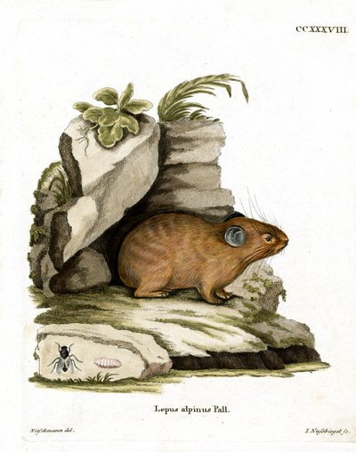 Alpine Pika (barevná rytina) od German School