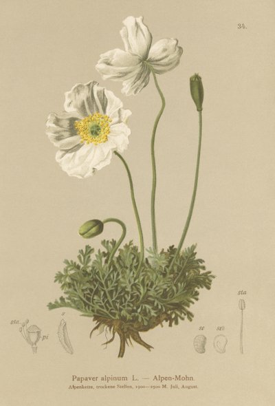 Mák alpský (Papaver alpinum, subsp. alpinum) od German School