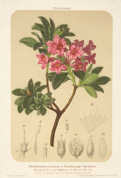 Alpská růže (Rhododendron hirsutum) od German School