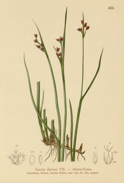 Suše alpská (Juncus alpinus, Juncus alpinoarticulatus) od German School