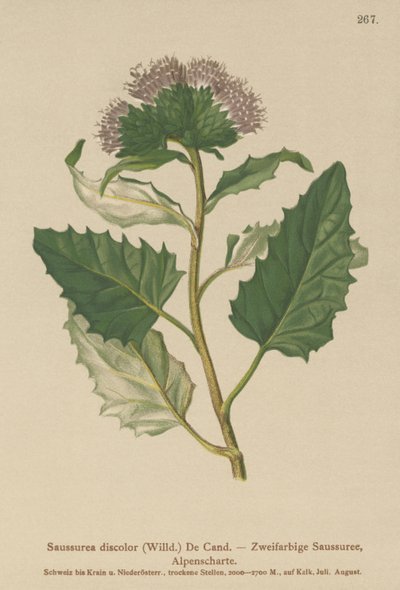 Pilovitá rostlina alpská (Saussurea discolor) od German School