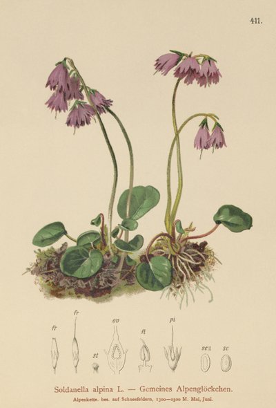 Alpský sněžný zvon (Soldanella alpina) od German School