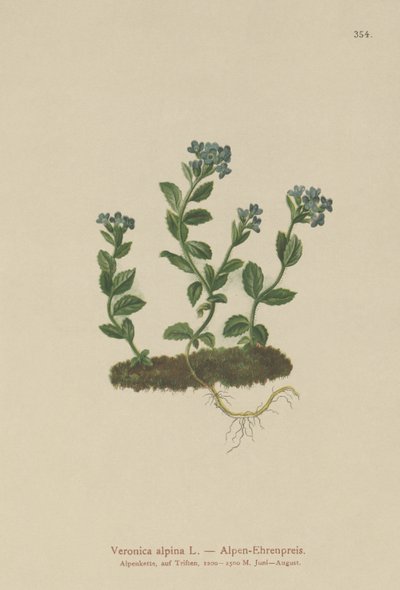 Rozrazil alpský (Veronica alpina) od German School