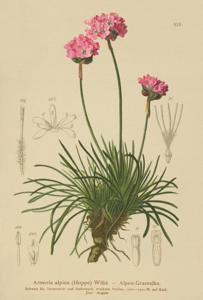 Alpská spořivka (Armeria alpina) od German School