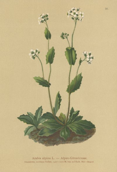 řeřicha zední (Arabis alpina) od German School