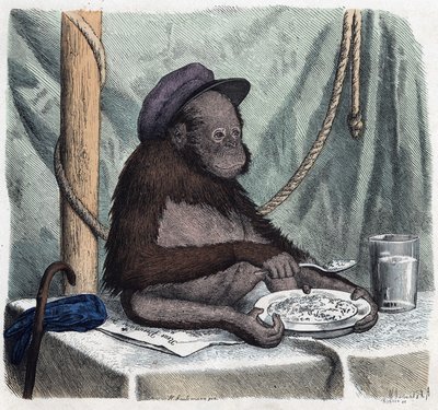 Vzdělaný orang outan (orangutan, orang outang, orangutan) jí rýži lžící. V Když někdo cestuje, tohle umí vyprávět, německá pohádka od Franze Wiedemanna od German School